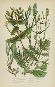 Small Pondweed, Grassy Pondweed, Sharp-Leaved Pondweed, Grass-Wrack-Like Pondweed, Curly Pondweed by English School