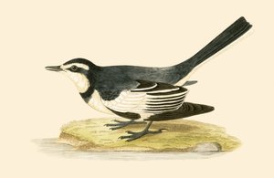 Sombre Wagtail by English School