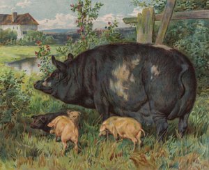 Sow and piglets by English School