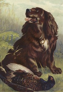 Spaniel and Pheasant