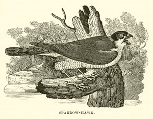 Sparrow-Hawk (engraving)