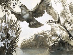Sparrowhawk Attacking Dove