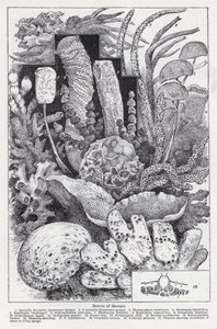 Species of sponges by English School