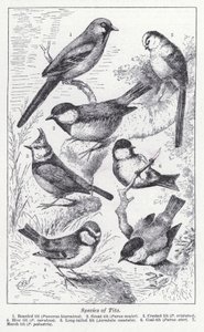 Species of Tits by English School