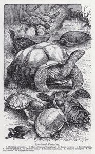Species of Tortoises by English School