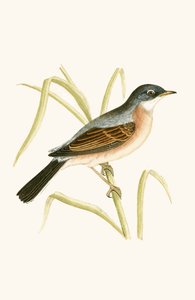 Spectacled Warbler, illustration from 