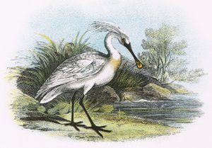 Spoonbill