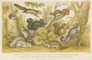 Squirrels