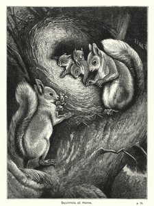 Squirrels at Home by English School