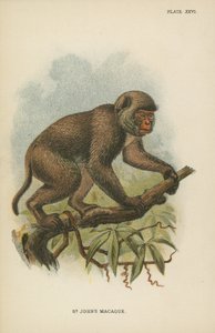 St. Johns Macaque by English School