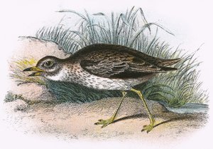 Stone Curlew by English School
