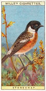 Stonechat by English School