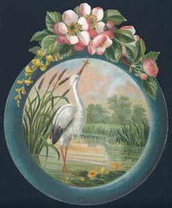 Stork Standing in Water