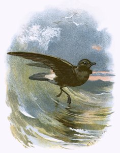Storm Petrel