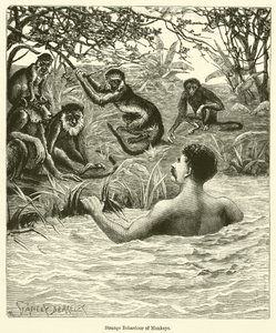 Strange Behaviour of Monkeys