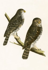 Strix Pusilla, illustration from 