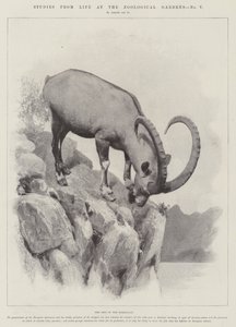 Studies from Life at the Zoological Gardens (engraving) by English School