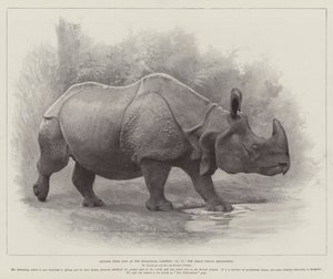 Studies from Life at the Zoological Gardens, the Great Indian Rhinoceros by English School
