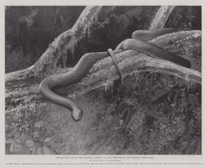 Studies from Life at the Zoological Gardens, the Home of the Plumbeous Tree-Snake by English School