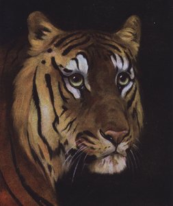 Study of a tiger