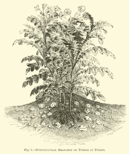 Subterranean Branches or Tubers of Potato