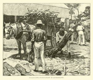 Sugar-cane Cultivation in Queensland by English School