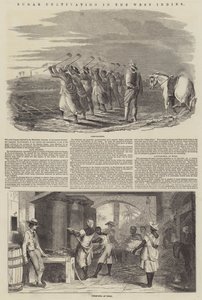 Sugar Cultivation in the West Indies by English School
