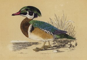 Summer Duck by English School