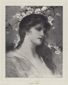 Summer Roses