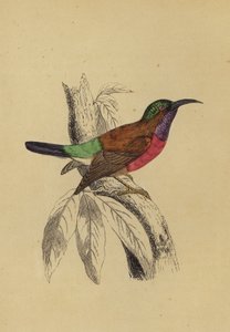Sun Bird