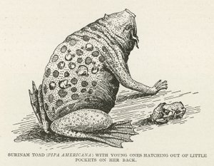 Surinam Toad by English School