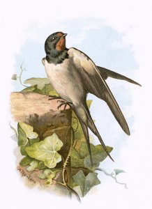 Swallow by English School