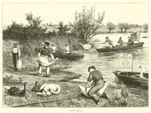 Swan-Upping by English School