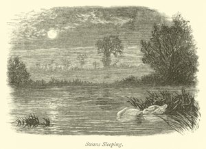 Swans Sleeping by English School