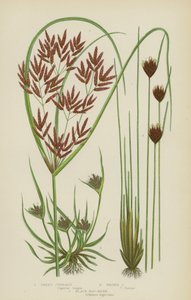 Sweet Cyperus, Brown Cyperus, Black Bog-Rush by English School