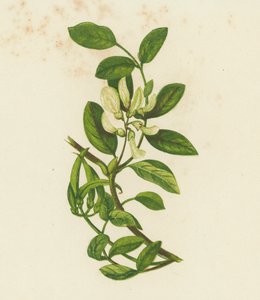 Sweet Milk Vetch, Astragalus Glyciphyllus by English School