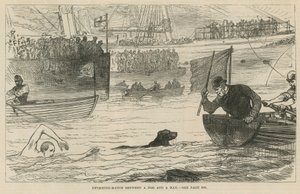 Swimming Match Between a Dog and a Man