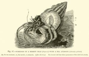 Symbiosis of a Hermit Crab (Pagurus) with a Sea Anemone, Adamsia Palliata by English School