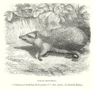 Syrian Hedgehog