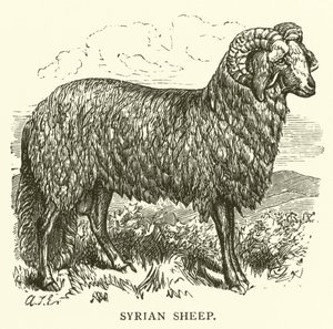 Syrian Sheep by English School