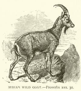 Syrian Wild Goat, Proverbs, xxx, 31 by English School