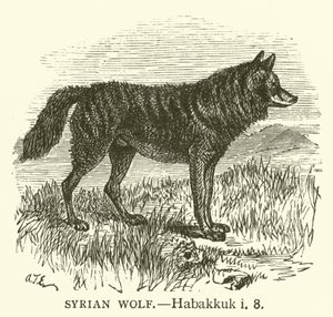 Syrian Wolf, Habakkuk, i, 8