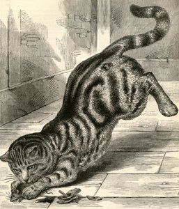 Tabby Cat Pouncing on a Mouse by English School