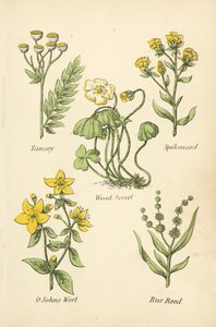 Tansey, Spikenard, Wood Sorrel, St Johns Wort, Bur Reed by English School