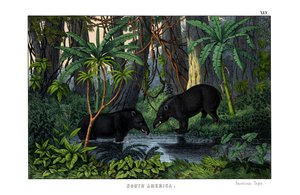 Tapir