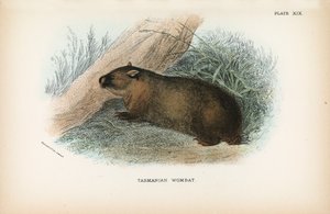 Tasmanian Wombat