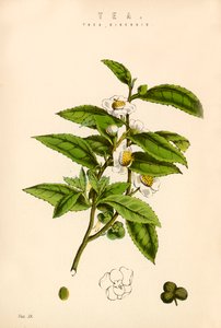 Tea