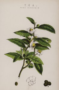 Tea Plant by English School