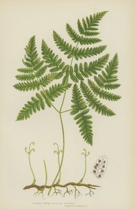 Tender Three Branched Polypody by English School