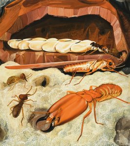 Termites by English School